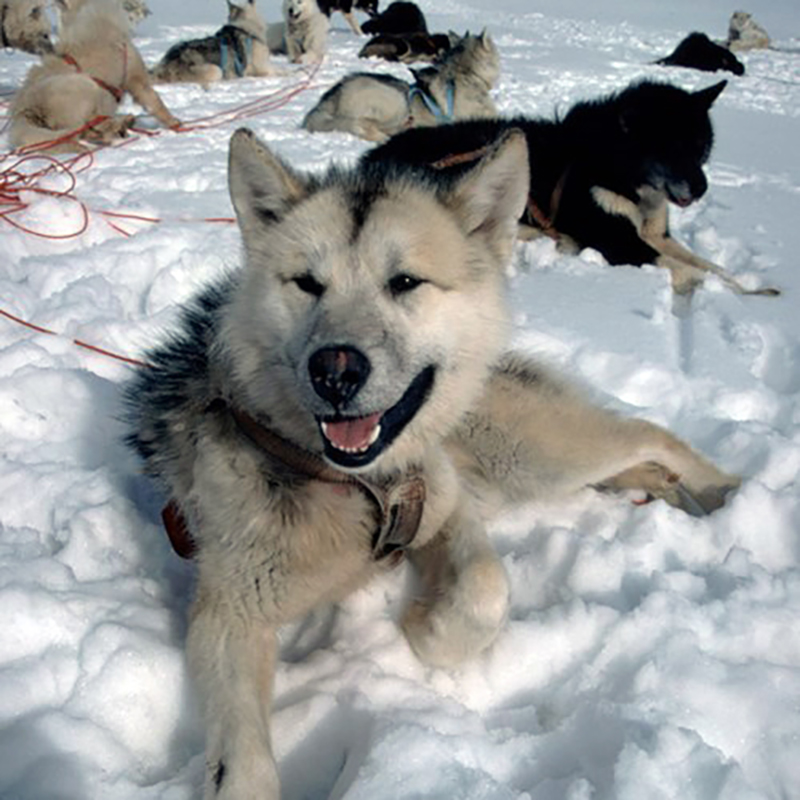 <p>The legendary Steve at Detaille Island in 1959  (Credit: &copy; Brian Foote)</p>